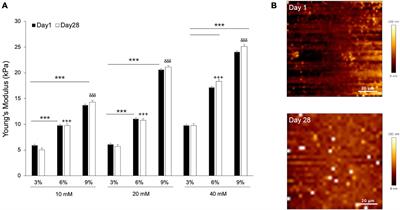 The Mechanical Interplay Between Differentiating Mesenchymal Stem Cells and Gelatin-Based Substrates Measured by Atomic Force Microscopy